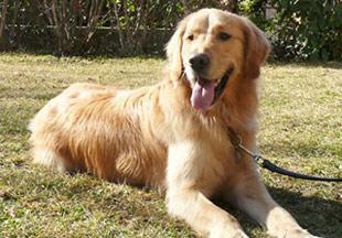 A cute dog